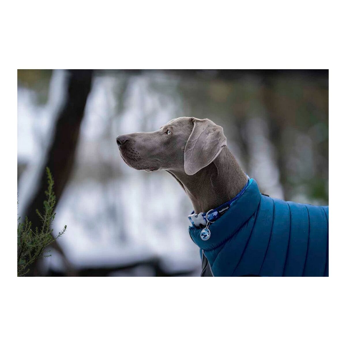 Dog Coat Red Dingo Puffer Turquoise 50 cm